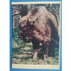 Белавежская пушча. Зубрыца (Беловежская пуща. Самка зубра) 1963 г. Чыстая.