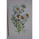 Куртенко А., Поздравляю! 1974, чистая (ромашки).