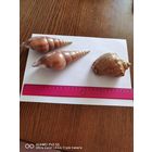 Ракушки самая привлекательная цена пятидневный аукцион