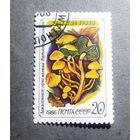 Марка СССР 1986 год Грибы