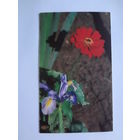 Календарик 1007 г. Цветы.