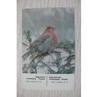 Календарик, 1988, Березинский заповедник. Птицы (снегирь).