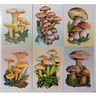 Грибы и их двойники, съедобные и несъедобные. Набор открыток