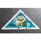 Марка Польша 1959 год Грибы