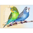 Волнистые попугаи. Открытка, глянец