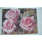 Матанов Н., Розы; 1975, подписана.