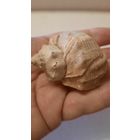 Ракушка черноморская Рапан