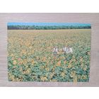 Открытка 1987 чистая