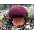 Реле РЭС 6 . Лот для связи !