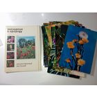 Набор открыток . Лекарственные растения .