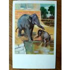 Чистая открытка СССР. Строганова, Алексеев. Слоны. 1969