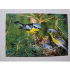 Календарик 1998 г. Синички у гнезда.