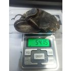 Серебро лом 84(875)- 54 гр