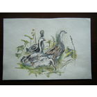 Акварель. Ирина Кушинская.