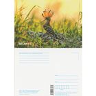 Беларусь 2019 Удод - яркая. но очень осторожная птица (фото Плыткевич)