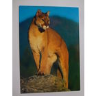 Календарик 1998 г. Пума.