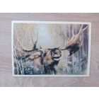 Исаков 1989, чистая