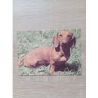 Календарик 1993