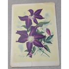 Цветы: клематис Метаморфоза. Художник И.Я.Романов. Чистая, 1964, издательство "Советский художник"