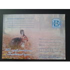 Беларусь 2009 маркированная ПК Заяц