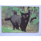 Календарик 1995 г.  Черный кот. (532).