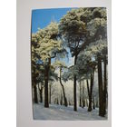 Календарик 1998 г. Зимний лес.