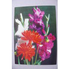 Костенко Г., 1974, подписана.