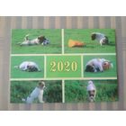 Карманный календарик. Собаки. 2020 год