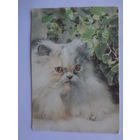 Календарик 1992 г. Кот.