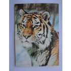 Календарик 1997 г. Тигр.