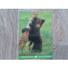 Беларусь 2011 медвежонок