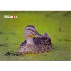 Планета Беларусь, кряква, 2019, тираж 2000 экз.