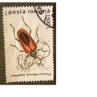 1996 год Румыния Жук фауна