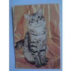 Календарик 1993 г.  Кошка. (125).