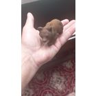 Ёлочная игрушка Мишка