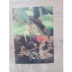 Календарик 1992