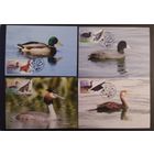 Беларусь 2023 КМ Водоплавающие, птицы (тираж 30 экз.).