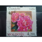 Молдова 2012 Розы, концевая марка серии Михель-2,5 евро гаш