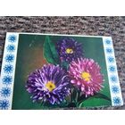 Открытка Шамшина Астры двойная чистая 72 г