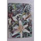 Матанов Н., Лилия "Аэлита", 1982, чистая.