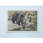 Трофимов медведица и медвежата 1954 10х15 см