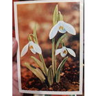 Я. Гайлитис Подснежник белый.  (1)