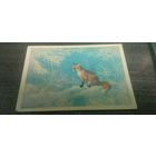 Открытка Лиса. Исаков.