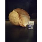 Ракушка малюска