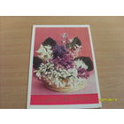 "С днем 8 марта" фото Костенко  1972 год