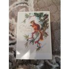 ОТКРЫТКА С Новым Годом! Каневский 1988 Бурундук на ветке елка чистая