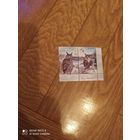 Беларусь марка с купоном 2008 г. Совы.