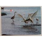 Серия "Планета "Беларусь". Цапли. Открытка, глянец, 2022