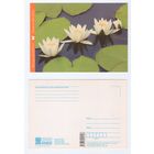 Беларусь. 2016. Кувшинка