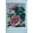 Цветы; 1949, подписана.